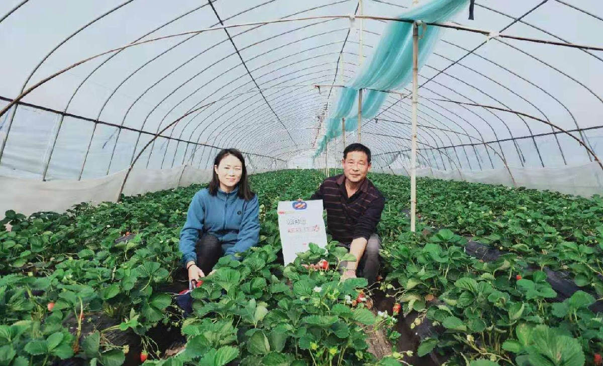 邓松华在赤壁嘉鱼草莓基地做施肥效果回访.jpg