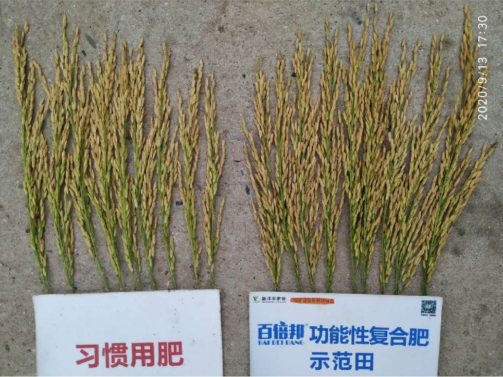 水稻对比图2.jpg