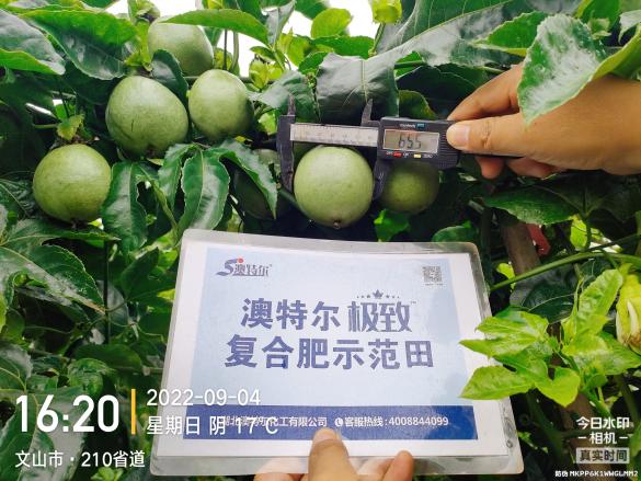 示范田果径.jpg