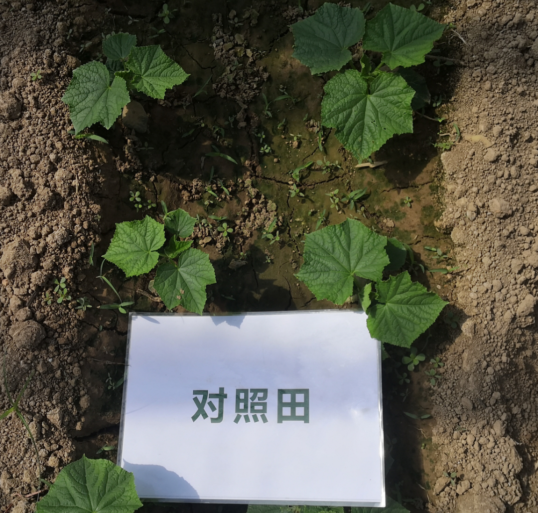 黄瓜幼苗期长势对比1.jpg